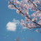 散る桜