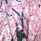 伏見稲荷大社の枝垂れ桜