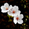 胴吹き桜