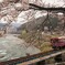 ゆら～り清流列車／桜咲く頃