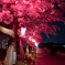 夜桜