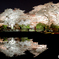 春の夜の夢