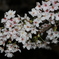 夜桜