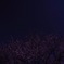 夜桜と北斗七星