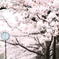 午後の桜並木
