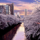 目黒川の桜並木 t