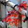 紅く