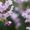 次は私（ｂｙ枝垂れ桜）