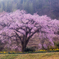 香川　綾歌　西分垂れ桜