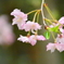 車折神社の桜２