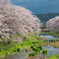 2017桜