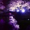 夜光桜