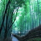 青い竹林の道
