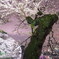 千鳥ヶ淵の夜桜