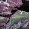 千鳥ヶ淵の夜桜