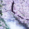 真間川のさくら
