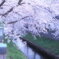 真間川のさくら