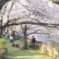 真間川のさくら