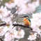 桜カワセミ2