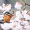 桜カワセミ3