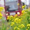 路面電車と菜の花２