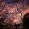 夜桜トンネル
