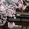 京都　平野神社