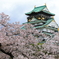 大阪城と桜