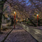 桜参道