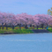 桜並木