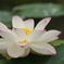蓮の花