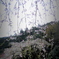 長興山のしだれ桜2017