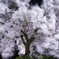 百花風舞