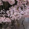 目黒川