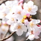 桜3