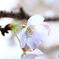 桜5