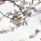 桜花とつぼみ
