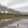 田植え前
