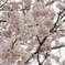 桜花’ｓ