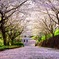 桜の道