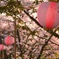 ぼんぼりと桜