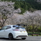 sakura civic