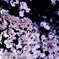 夜桜 Cherry blossoms by night.