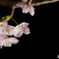 夜桜2