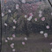 桜ドット模様の傘