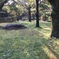 桜も散りかけて
