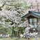 兼六園の春