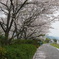 桜並木
