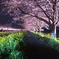 夜桜小道
