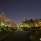 松川夜桜